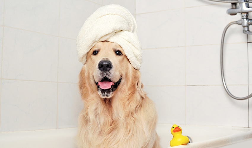 Baños para perros: ¿Por qué usarlos? | Pequeños Trucos